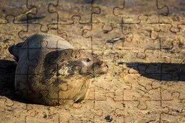 Imagem jigsaw puzzle