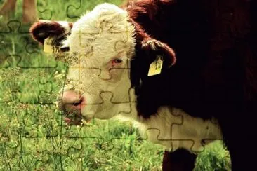 Imagem jigsaw puzzle