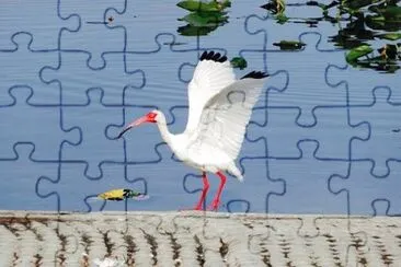 Imagem jigsaw puzzle