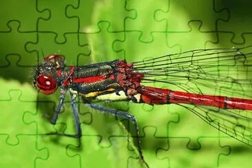 Imagem jigsaw puzzle