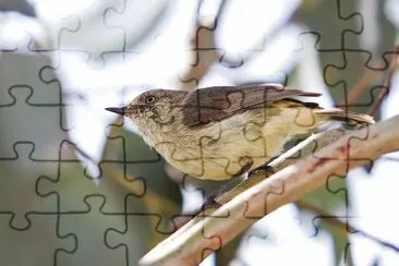 Acanthiza reguloides jigsaw puzzle