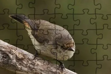 Acanthiza uyopygialis jigsaw puzzle