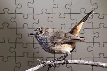 Acanthiza apicalis jigsaw puzzle