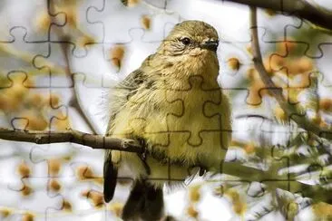 Acanthiza nana jigsaw puzzle