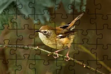 Acanthornis magna jigsaw puzzle