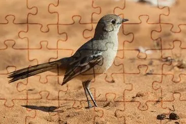 Usignolo di macchia merdionale jigsaw puzzle