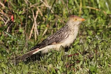 Cuculo guira jigsaw puzzle