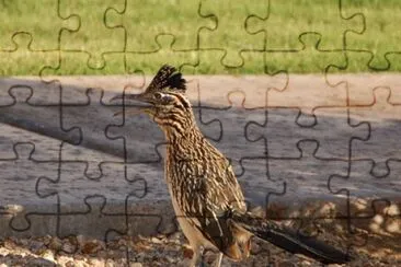 Cuculo di terra minore jigsaw puzzle