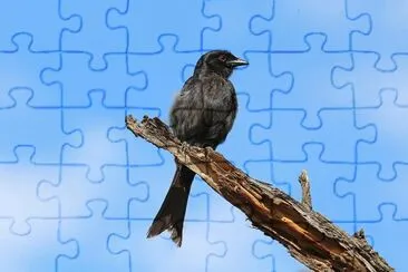 Cuculo drongo codaforcuta jigsaw puzzle