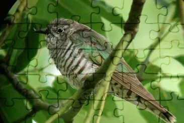 Cuculo bronzeo splendente jigsaw puzzle