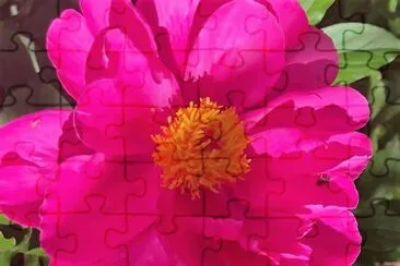 flores