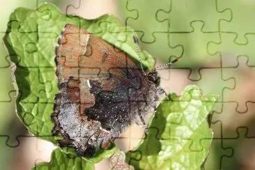 Callophrys henrici jigsaw puzzle