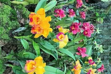 flores
