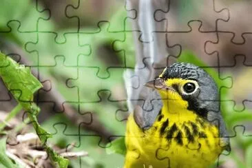 natural jigsaw puzzle