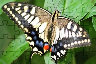 natural jigsaw puzzle