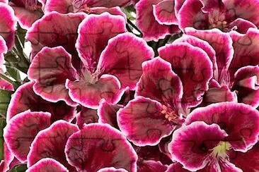 flores jigsaw puzzle