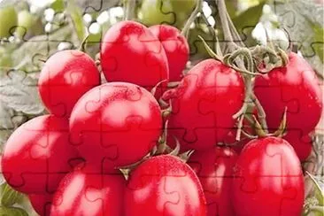 frutos
