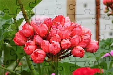 flores