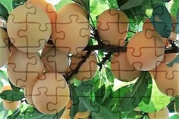 frutas