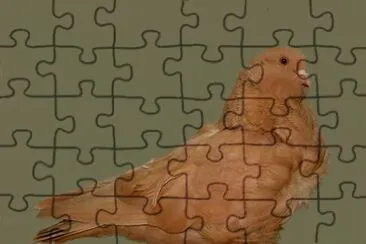Colombo cravattato cinese jigsaw puzzle