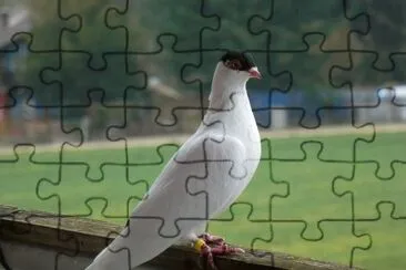 Colombo calotta di amburgo jigsaw puzzle