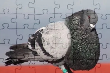 Colombo gozzuto colillano jigsaw puzzle