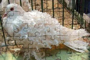 Colombo ricciuto bianco jigsaw puzzle