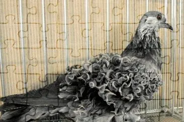 Colombo ricciuto nero jigsaw puzzle
