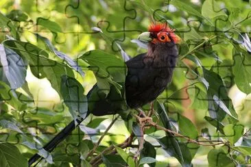 Malcoa crestarossa jigsaw puzzle