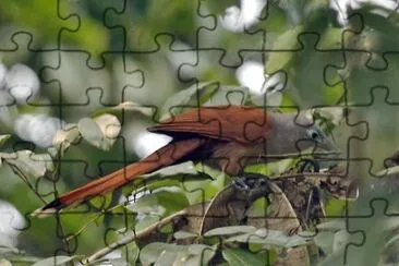 Malcoa di raffles jigsaw puzzle