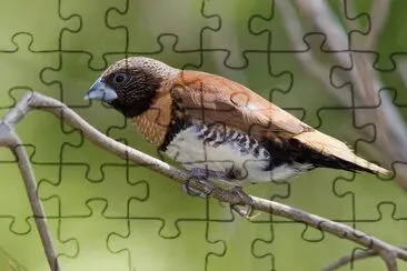 Donacola pettocastano jigsaw puzzle