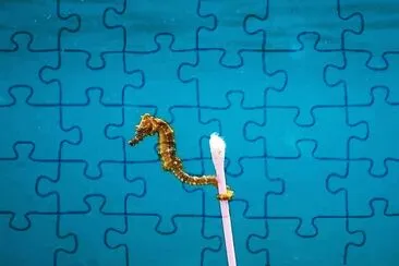 natural jigsaw puzzle