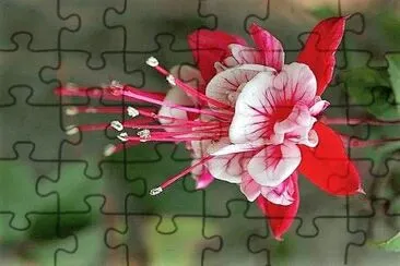 פאזל של flores