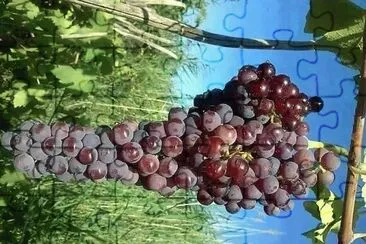 frutas jigsaw puzzle