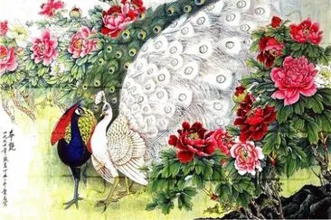 pavone bianco jigsaw puzzle