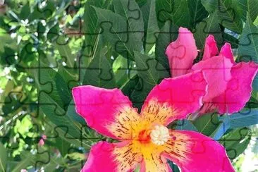 flores