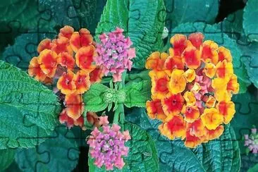 flores