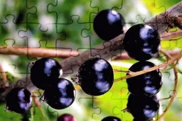 frutas jigsaw puzzle
