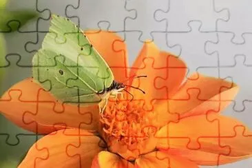 flores jigsaw puzzle