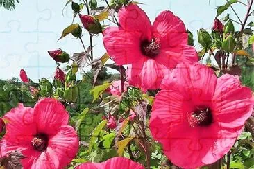 flores jigsaw puzzle
