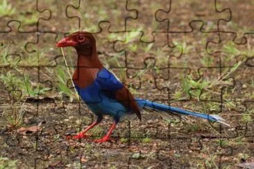 Gazza di sri lanka