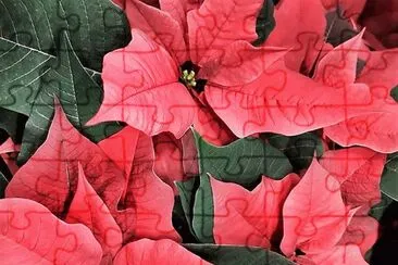 flores jigsaw puzzle