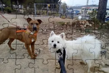 Foxy and unknown doggo