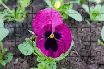 flor jigsaw puzzle