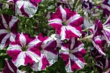flor jigsaw puzzle