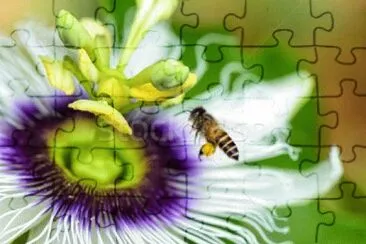 flor jigsaw puzzle