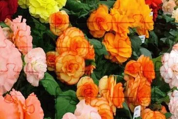 flor