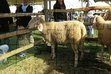 Bergamasca