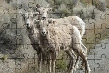 Bighorn