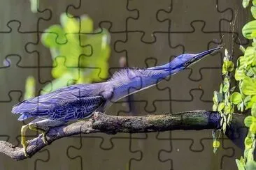 פאזל של natural